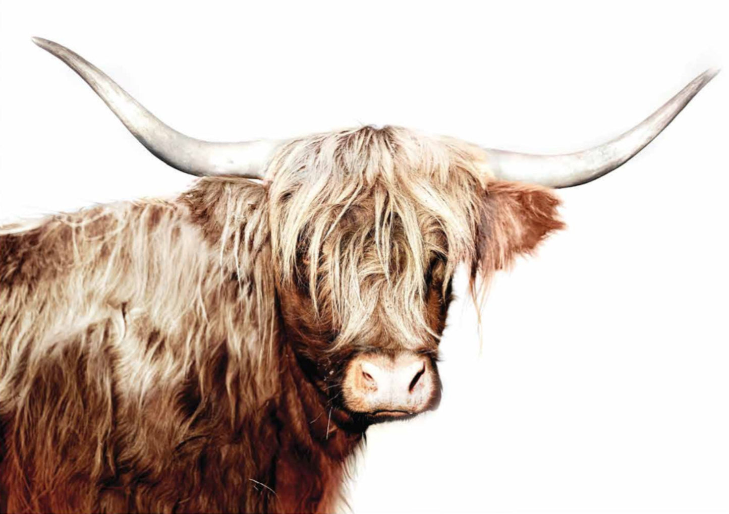 A1 Decoupage Fiber Paper - “Majestic Moo”